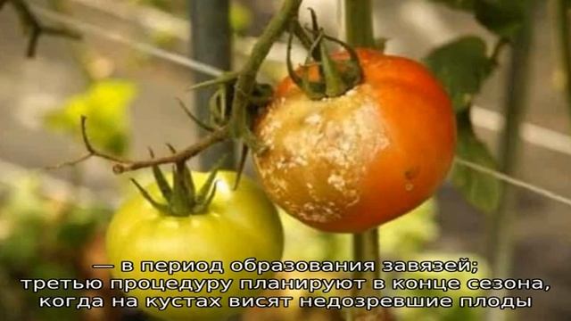 Можно ли обработать помидоры фурацилином от фитофторы и какой будет эффект? смотреть онлайн