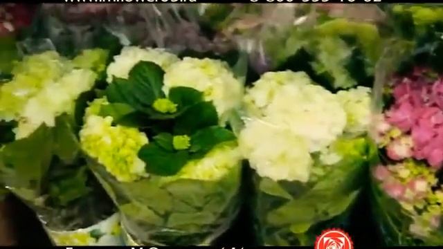 Цветы Розы 8 марта Долина роз