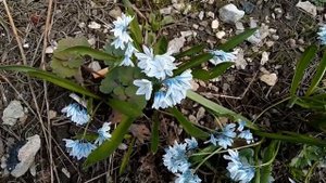 Пушкиния.  Небесно-голубой цветок. Зацветает весной в первых рядах.