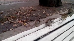 Петербург.Эрмитаж.mp4