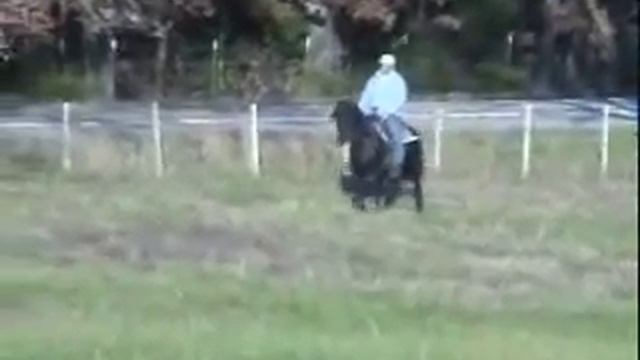 gaited morgan horse смотреть онлайн