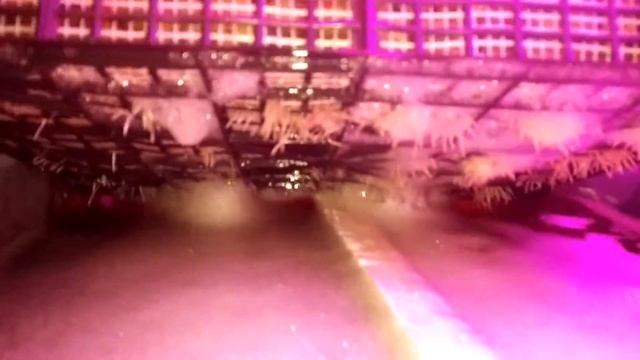 Тюльпаны на гидропонике смотреть онлайн