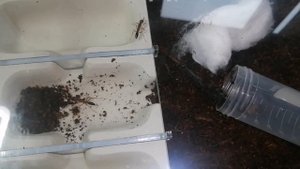 Распаковка, обзор и заселение муравьёв Harpegnathos saltator. #МуравьиЯрославль