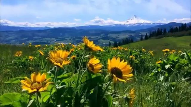 Relaxing Meadow with Ambient Nature Sounds, Wildflowers, and Mountain View - 8 Hours смотреть онлайн