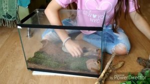 Обустройство террариума для прытких ящериц ??(o∩_∩o