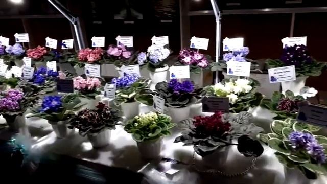 Фиалочный рай смотреть онлайн