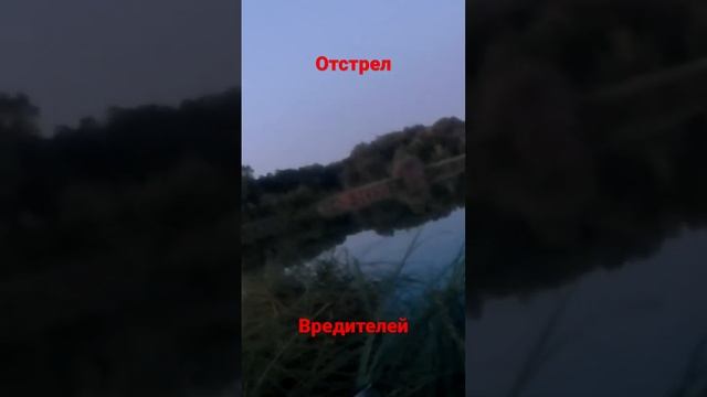 Охота с манком на серую ворону. Ворона-уничтожитель гнезд, зайчат, птенцов!  #охота #охотанаворон