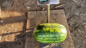 Арбуз Фарао F1 на открытом грунте