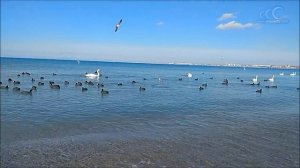 Голуби купаются в море в Анапе. Лебеди на зимовке