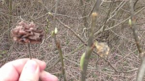 Ива ? козья. Как определить эту иву зимой или ранней весной. (Salix caprea).