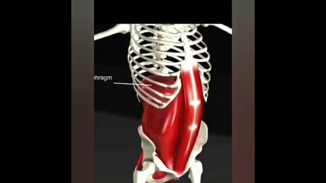 Вдох и выдох по 8 ударов. Движение живота и диафрагмы! смотреть онлайн