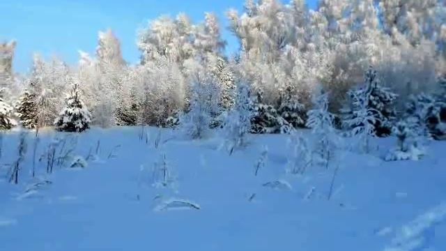 зимний лес ( Слайд-шоу )