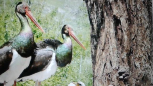 Презентация по географии 8 класс по теме ,, Заповедники и национальные парки Приморья " 🐈🐕🌸🌹🌺 смотреть онлайн