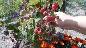 Ягода малинка сорт Жар птица ремонтантный.