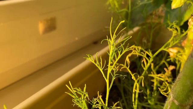 Огород на балконе после 3хдневнрго отсутствия!) смотреть онлайн