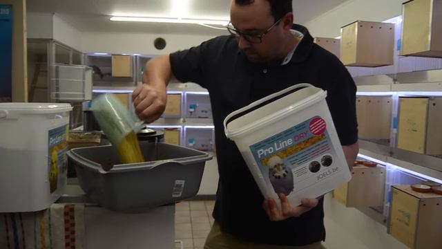 Daily softfood FOR PARROTS EXOTES Feeding For Exhibition Budgies BIRD CARE 🌍.