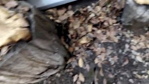 Вешенки! Заражаю пни грибами!