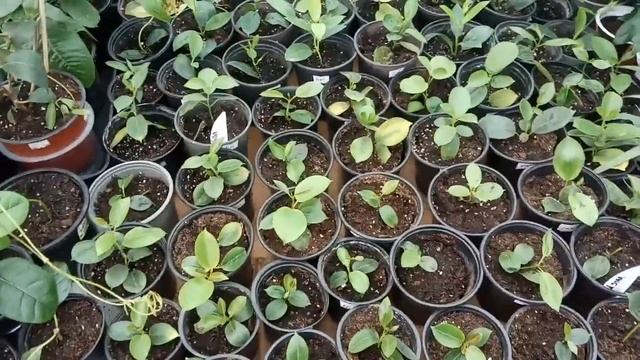 ДИПЛАДЕНИЯ. САЖЕНЦЫ смотреть онлайн