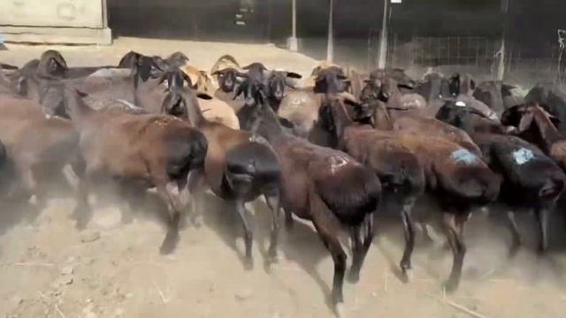 1-2 туған саулықтар, бағасы 60000тг,Сарыағаш ауданы,Әлімтау ауылы, +7 771 824 0793