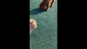 Наши прекрасные щенки мальтипу ф1 мини на прогулке 🌞🥰