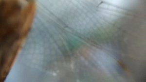 DRAGONFLY Macro Zoom 10x - СТРЕКОЗА Увеличение Макросъёмка видео 2017