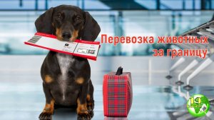 Как перевезти собаку,кошку за границу