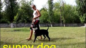 Опасны ли собаки бойцовских пород