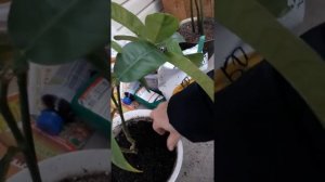 Лимон Салават. Хлороз у цитрусовых. Хлороз. Хлороз у лимона