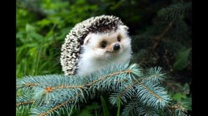 Аудио сказки "Где ежик?" и "Мои Собаки"