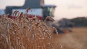 Станица Григорополисская  - "ВЕРШИТЕЛИ РАЗДОРА"