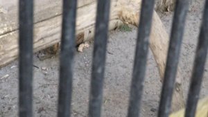 Харза очень красиво разговаривает 09.11.2020