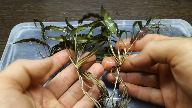 КАК Я РАЗМНОЖАЮ КРИПТОКОРИНЫ смотреть онлайн