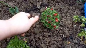 КАМНЕЛОМКA- КРАСИВЫЙ МНОГОЛЕТНИК