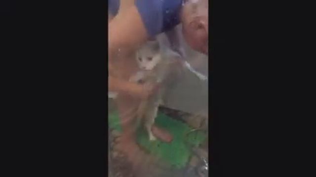 РЖАКА СМОТРЕТЬ ВСЕМ! КОТ ЖЖОТ! смотреть онлайн