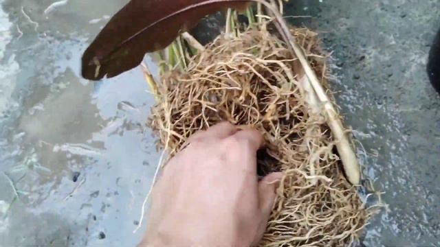Propagation of calathea oranta