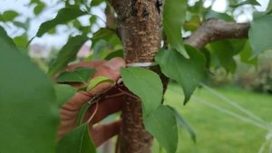 ЧТОБЫ ДЕРЕВО БЫСТРО УКОРЕНИЛОСЬ его необходимо правильно подвязать  закрепить