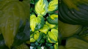 Хоста Кафедрал Виндоуз