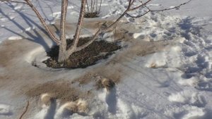 Внесение доломитовой муки по снегу.