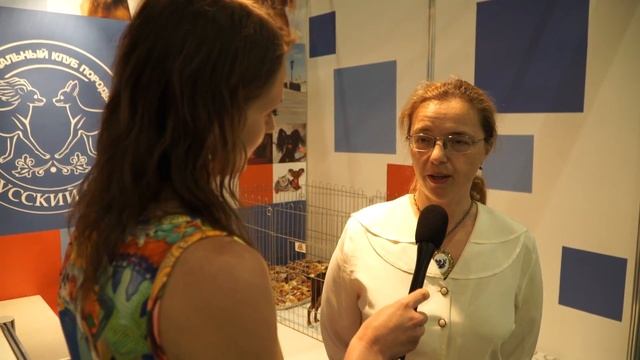 Презентация породы русский той-терьер на World Dog Show 2016 смотреть онлайн