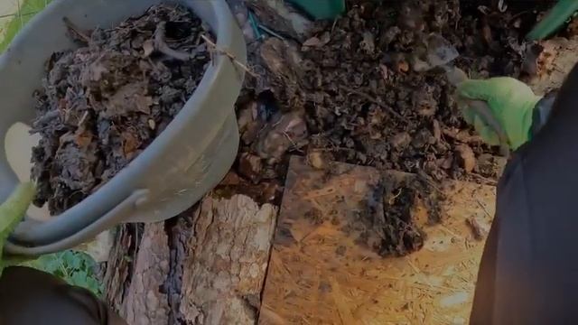 Лучшее органическое удобрение БЕСПЛАТНО!!!Придерживаясь этого метода-вы будете с урожаем!