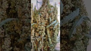 лечебная трава Конский щавель