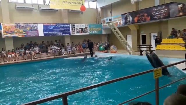 Геленджик. Дельфинарий смотреть онлайн