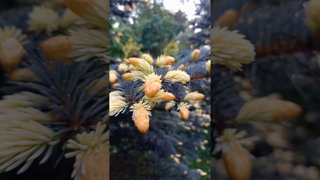 Picea pungens 'Bialobok'