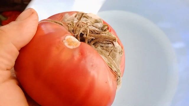 29 сентября 2021 г.Делаем свои семена смотреть онлайн