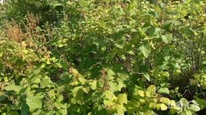 ЯБЛОКИ И МОНСТРЫ (Offichial Trailer №2)