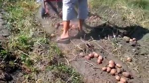 Уборка картофеля мотоблоком Кипор