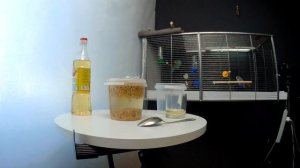 Как приготовить правильно овёс для попугая?