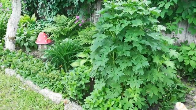 Цветник в ЦАРСТВЕ ТЕНИ. Растения для ТЕНИСТОГО сада. смотреть онлайн