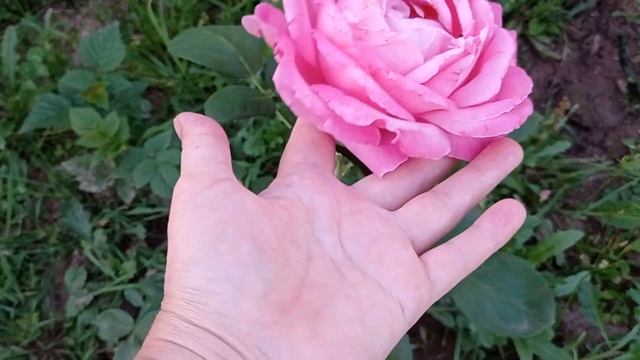 Роза Луис Одьер расцвела в моем саду. смотреть онлайн