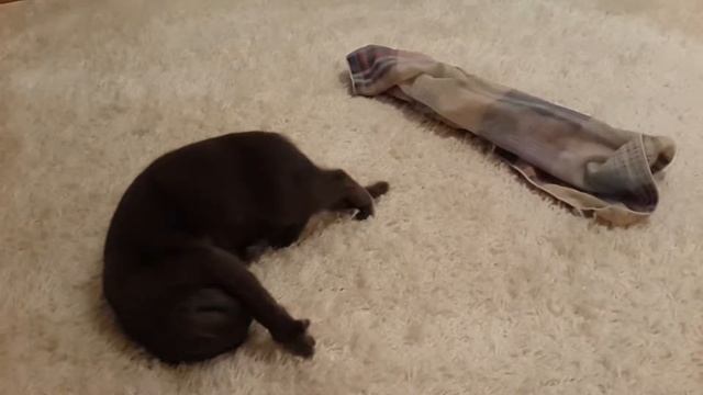 кошачий танец смотреть онлайн